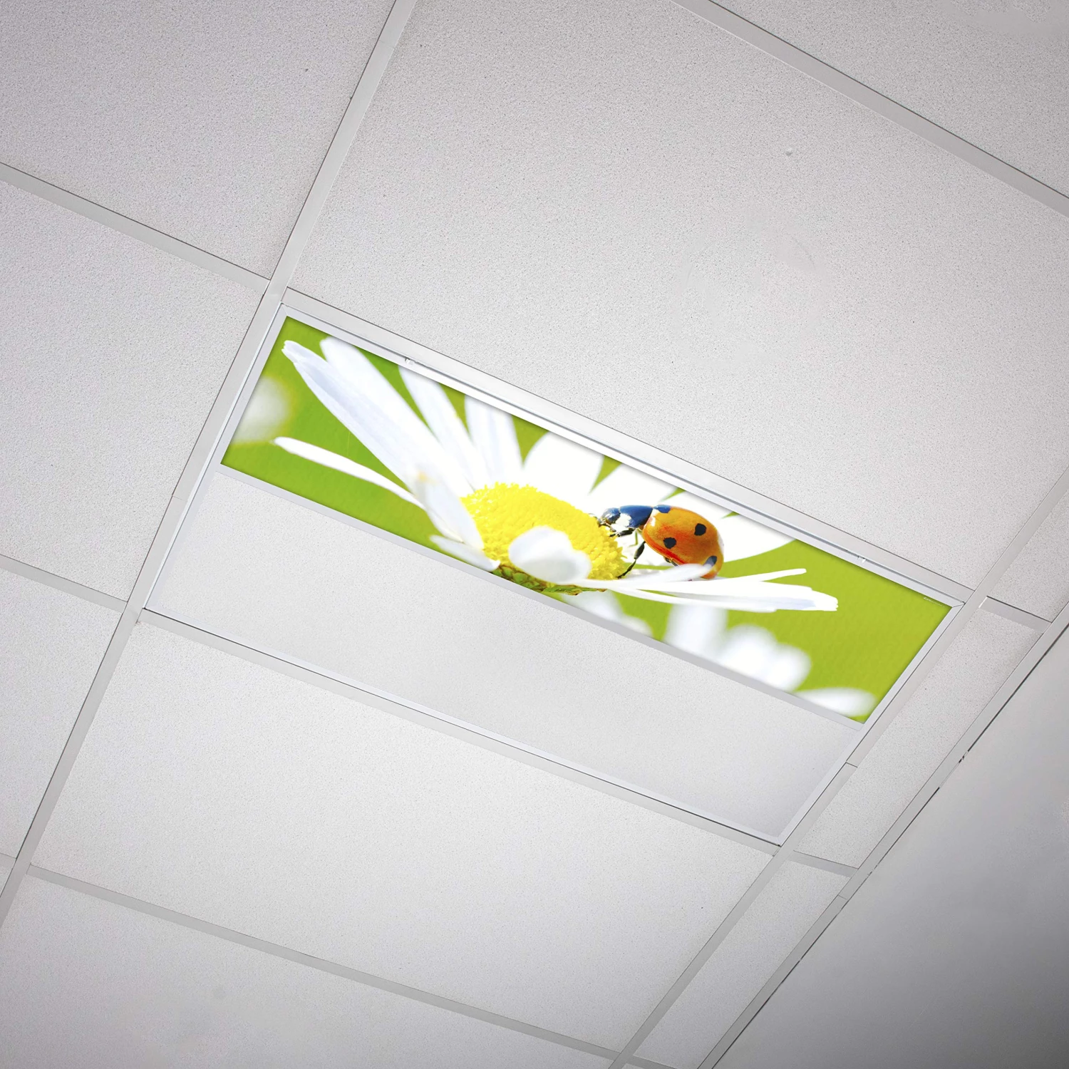 OCTO LIGHTS Shop -OCTO LIGHTS Shop 91CiJoP4jXL